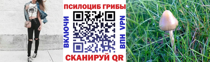 блэк спрут   Туапсе  Галлюциногенные грибы Magic Shrooms 